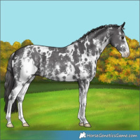 Horse Color:White Spotted Smoky Black Sabino 