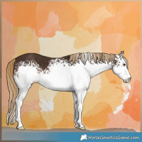Horse Color:White Spotted Liver Chestnut 