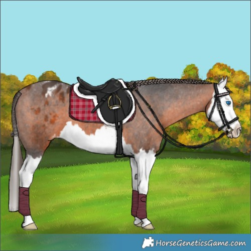 Horse Color:Bay Splash Appaloosa