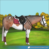 Horse Color:Bay Splash Appaloosa 
