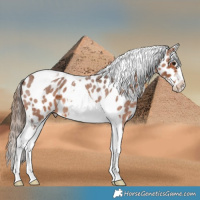 Horse Color:Bay Roan Tobiano Appaloosa