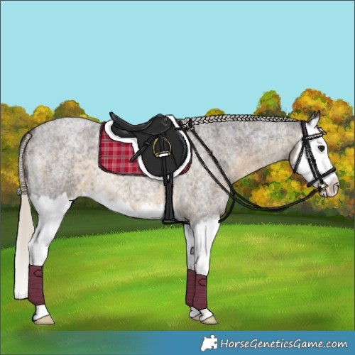 Horse Color:Silver Smoky Blue Roan Splash