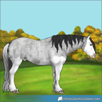 Horse Color:Blue Roan Sabino Splash
