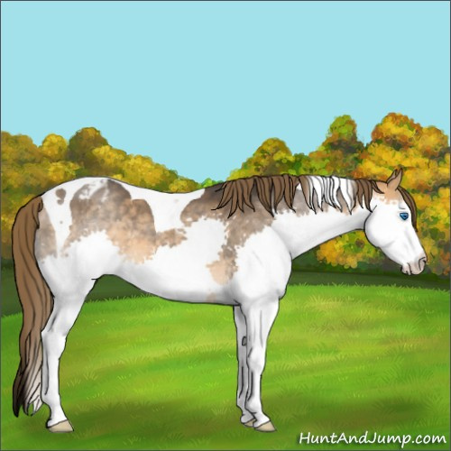 Horse Color:Buckskin Splash Tobiano Appaloosa 