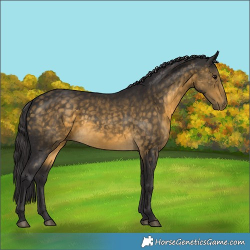Horse Color:Buckskin 