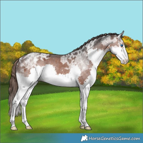 Horse Color:Brown Ice Splash Appaloosa 
