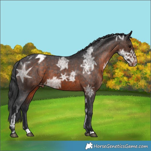 Horse Color:Brown Ice Appaloosa 