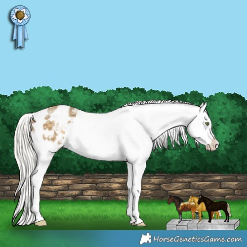 Horse Color:Silver Classic Cream Champagne Splash Appaloosa 