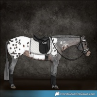 Horse Color:Brown Appaloosa 