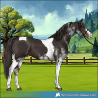 Horse Color:White Spotted Liver Chestnut Tobiano 