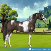 Horse Color:Liver Chestnut Sabino Tobiano 