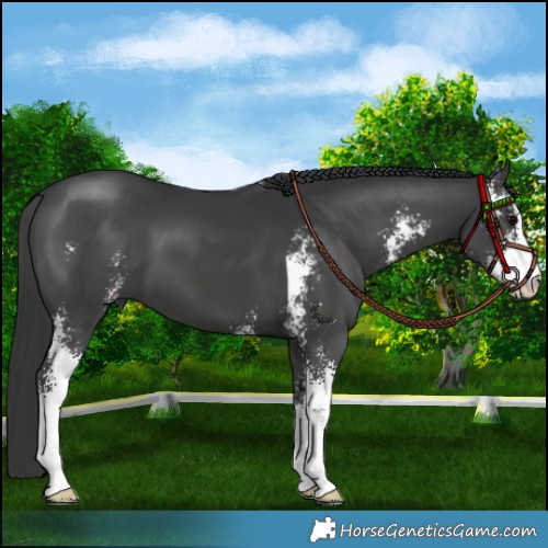 Horse Color:Black Sabino 