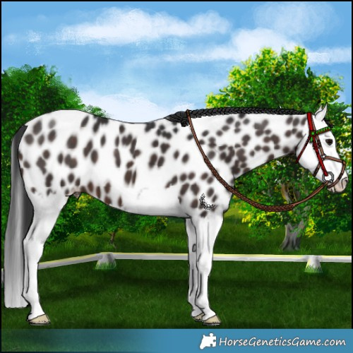 Horse Color:Brown Splash Appaloosa 