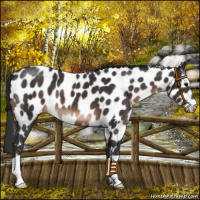 Horse Color:Brown Appaloosa 