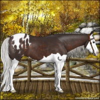 Horse Color:Silver Brown Splash Appaloosa