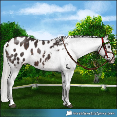 Horse Color:Silver Brown Appaloosa