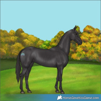 Horse Color:Smoky Black