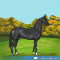 Horse Color:Black 