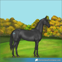 Horse Color:Black 