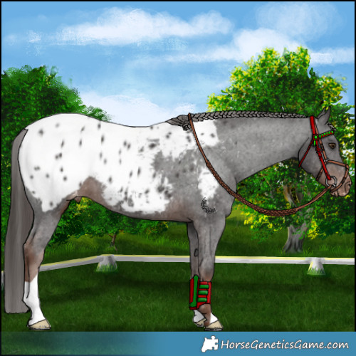 Horse Color:Liver Chestnut Appaloosa 
