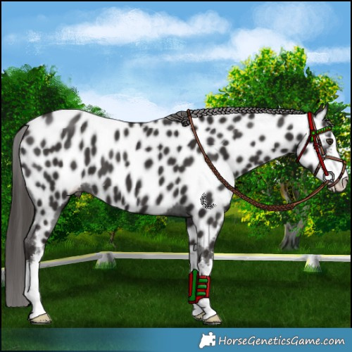 Horse Color:White Spotted Liver Chestnut Appaloosa 