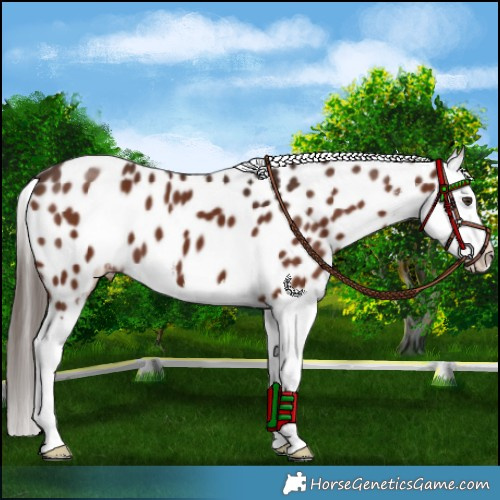 Horse Color:White Spotted Liver Chestnut Splash Appaloosa 