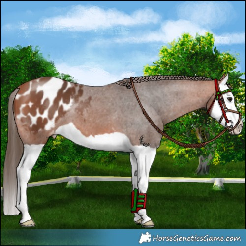 Horse Color:Bay Splash Appaloosa