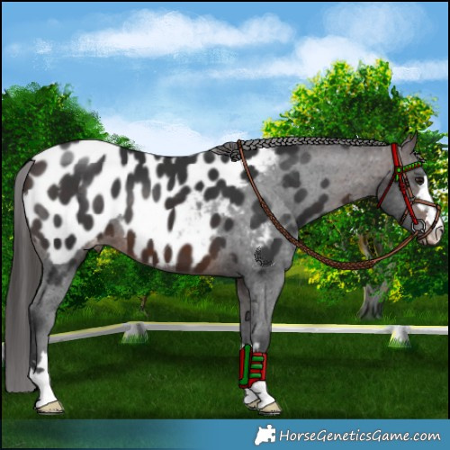 Horse Color:Brown Appaloosa 