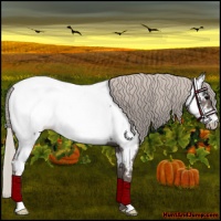 Horse Color:Silver Black Appaloosa