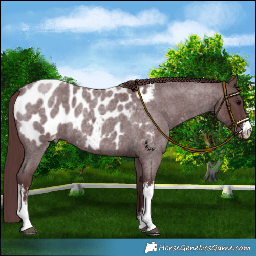 Horse Color:White Spotted Chocolate Blue Roan Appaloosa 