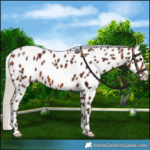 Horse Color:Silver Bay Appaloosa 