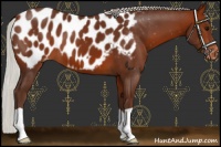 Horse Color:Silver Bay Appaloosa 