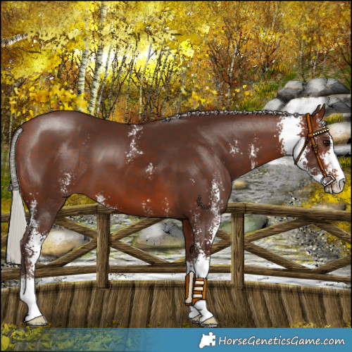 Horse Color:Silver Brown Sabino 