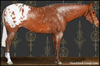 Horse Color:Silver Bay Appaloosa