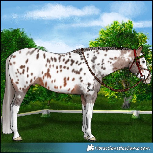Horse Color:Bay Sabino Splash Appaloosa 