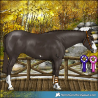 Horse Color:Liver Chestnut 