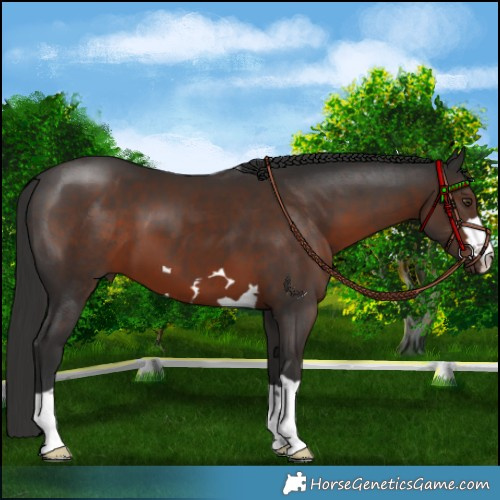 Horse Color:Liver Chestnut 