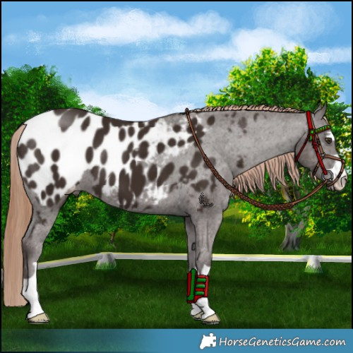 Horse Color:Liver Chestnut Appaloosa 