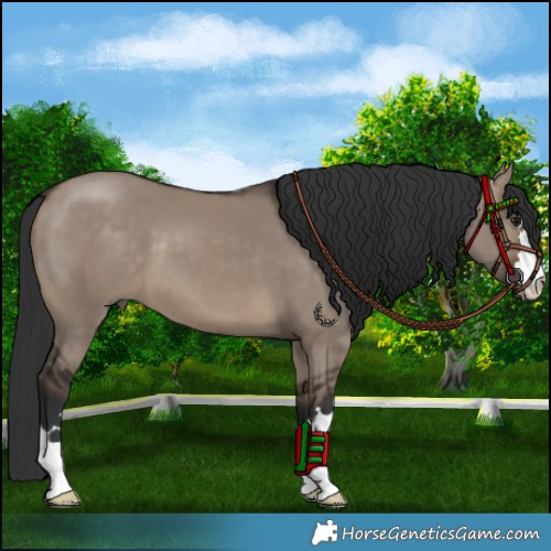 Horse Color:Brown Dun