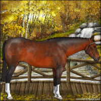 Horse Color:Gray Bay 