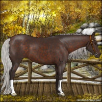 Horse Color:Silver Brown 