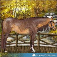 Horse Color:Chocolate Buckskin Rabicano 