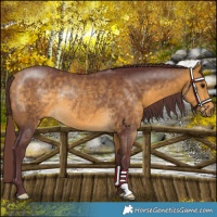 Horse Color:Chocolate Buckskin Rabicano