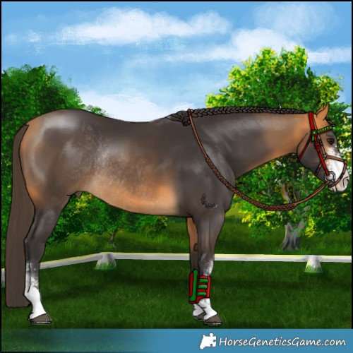 Horse Color:Buckskin Sabino Rabicano 