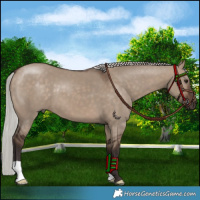 Horse Color:Silver Brown Dun 