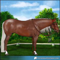 Horse Color:Chocolate Silver Bay 