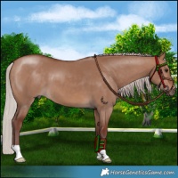 Horse Color:Chocolate Silver Brown Dun 
