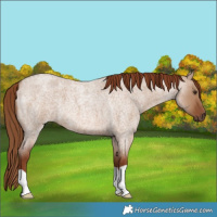 Horse Color:Red Dun Roan 
