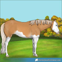 Horse Color:Palomino Splash 