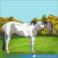 Horse Color:Grullo Roan Tobiano 